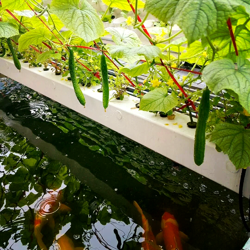 宿迁市水培蔬菜鱼菜共生 - 推荐